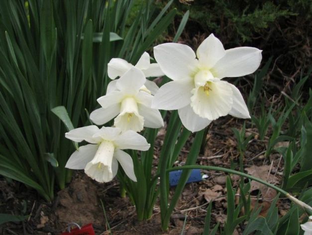 Narcis Desdemona